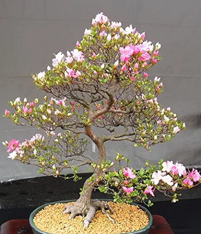 10 Semillas de Floración de Cerezo Japonés Bonsai, Exótico Sakura Semillas Bonsai Raras  