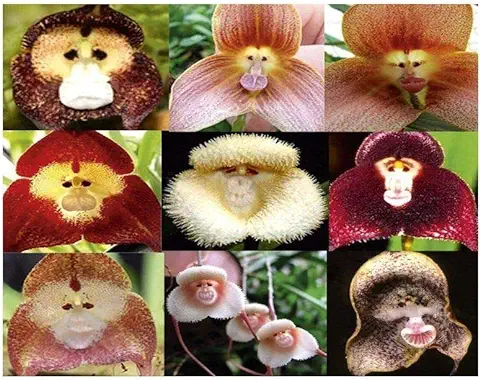 100 PCS cara del mono Orquídea Tropical de la Mezcla Semillas Planta rara flor Exótica Bonsai  