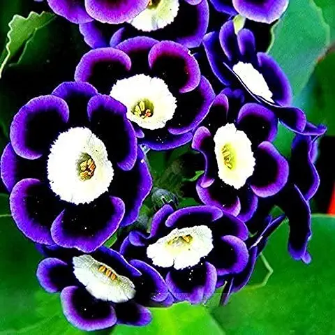 100 Piezas Semillas De Petunia Mysterious Mixed Purple Color Raro Semillas De Petunia Decoración Del Jardín Del Hogar Adecuado Para Principiantes A Plantar  