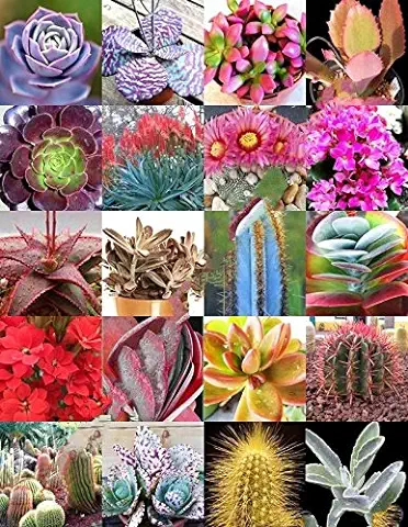 30 Semillas de Color Suculento de Plantas Raras Mezcla Exótica Suculentas Cactus Flower Seed  