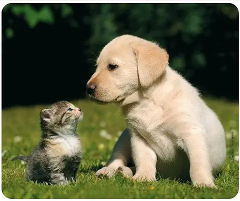 Alfombrilla de Ratón con Diseño de "Best Friends - Gato y Perro" (motivo 108) de Animales: Alfombrilla de Ratón de Calidad de Caucho Especial Extremadamente Resistente con Parte Inferior Adhesiva para un Agarre óptimo.  