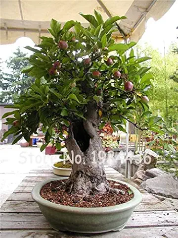Bloom Green Co. ¡Promoción! 20 Unids Raro Olivo Bonsai de Olivo (Olea Europaea) Mini Planta de árbol para el Hogar Jardín Suministros, Macetas Exóticas Maceteros: 3  