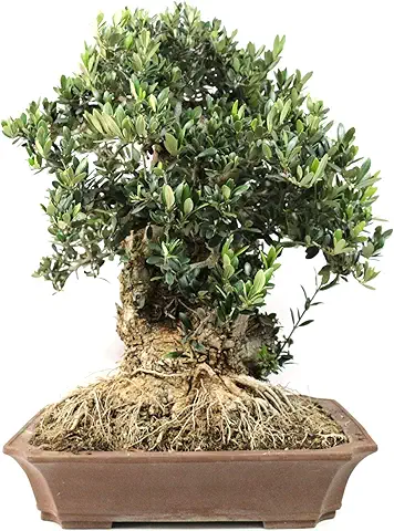 Bloom Green Co. ¡Promoción! 20 Unids Raro Olivo Bonsai de Olivo (Olea Europaea) Mini Planta de Ãrbol Para Jardín en Casa, Macetas Exóticas Macetas: 5  