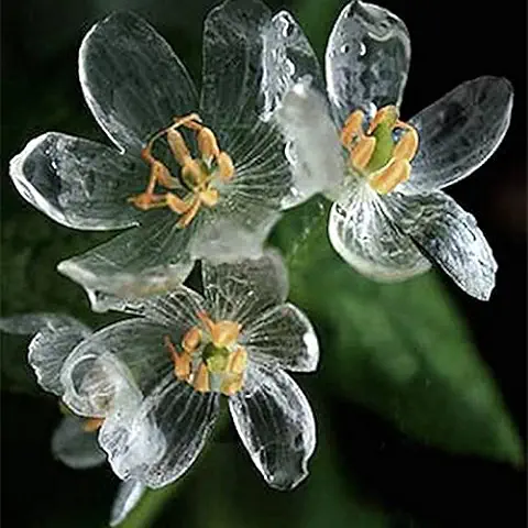 Esqueleto Flores Semillas 100 Piezas Astilboides Tabularis Bonsai rara Exótica Planta de agua se Vuelve Transparente Interés  
