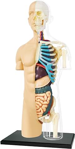 EXPLORA - Medio Torso - Anatomía del Cuerpo Humano - 546083 - Modelo Realista de 37 Piezas - Instrucciones de Montaje y Cuestionario Educativo - Juego para Niños - Científico - A Partir de 8 Años  