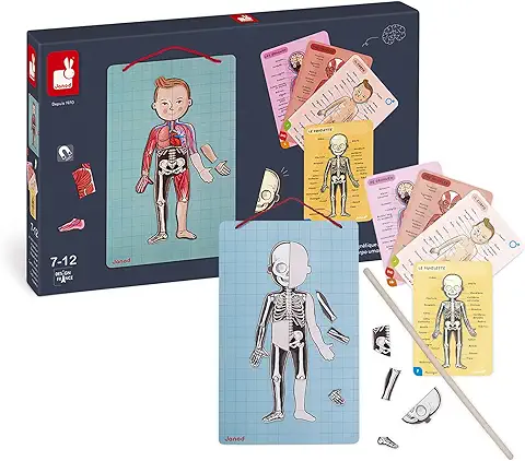 Janod Bodymagnet Educational Human Body Game - Anatomy, Organs, Skeleton, Muscles - 76 Magnetic Pieces - from 7 Years Old, 12 Languages, J05491  