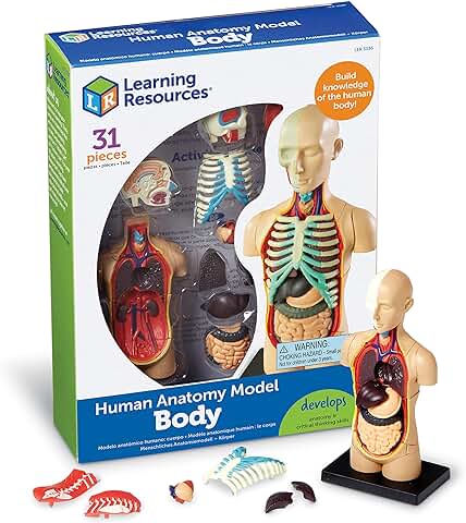 Learning Resources - Reconocimiento de Palabras - Recursos de Aprendizaje LER3336 Modelo de Anatomía Cuerpo Humano  