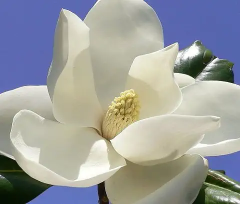 Magnolia Grandiflora, Exótico árbol en flor Fragante flor de Planta Rara, 15 Semillas  