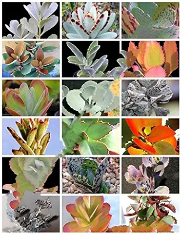 Planta Florida Mix 30 Semillas Raras Kalanchoe Exótica Semilla de la flor del Cactus Suculentas  