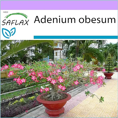 SAFLAX - Rosa del Desierto - 8 Semillas - Adenium Obesum  