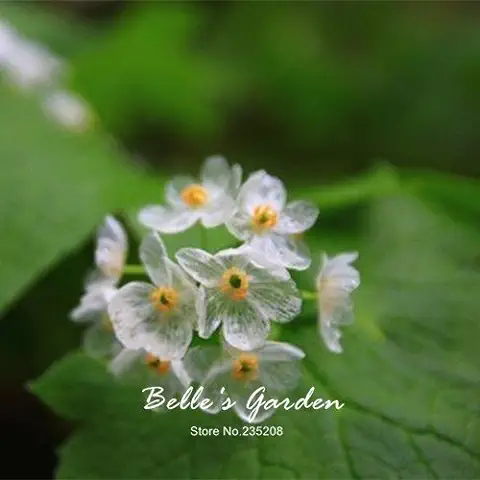 Se Convierte en 100 Piezas Raras Exóticas Plantas en flor Transparentes Semillas Flores Diphylleia Grayi Bonsai agua de flor Transparente Esqueleto  