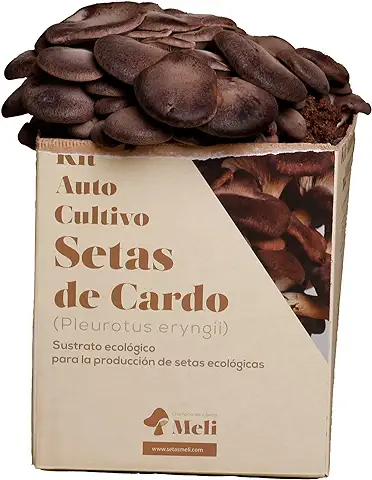 Setas Meli - Kit Autocultivo | Seta de Cardo, Fresca y Ecológica, con Sustrato Rico en Nutrientes, para los Amantes de la Naturaleza y la Cocina | 5 kg  