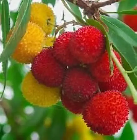 Strawberry Tree, Madroño de Frutas Exóticas de Floración rara Madroño de Semillas 15 Semillas  