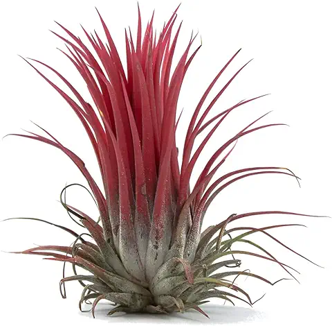 Tillandsia Ionantha Roja DECOALIVE Planta del Aire Color Rojo Clavel del Aire  