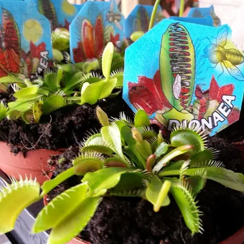 Venus Atrapamoscas - Dionaea - Maceta 9cm. - Planta viva - (Envíos Sólo a Península)  