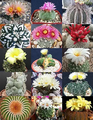 Vistaric Mezcla rara Planta rara Cactus Exóticos Floración Desierto Suculenta Semilla 20 Semillas  