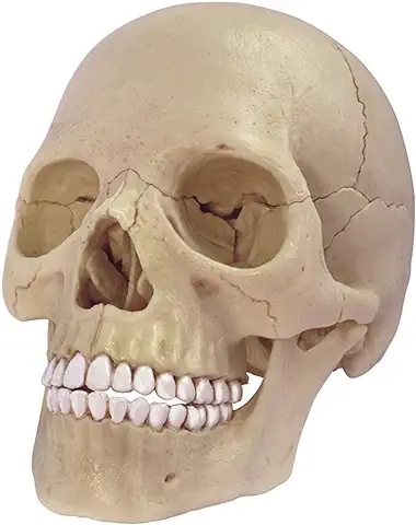 40MASTER Modelo de Cráneo de Anatomía Humana  