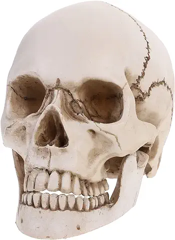 Happyyami Tamaño Natural Cráneo Humano Modelo 1: 1 Ornamento de Cráneo de Resina Cráneo Humano Cabeza Hueso para Halloween Artesanía Decoración Bocetos Suministros  